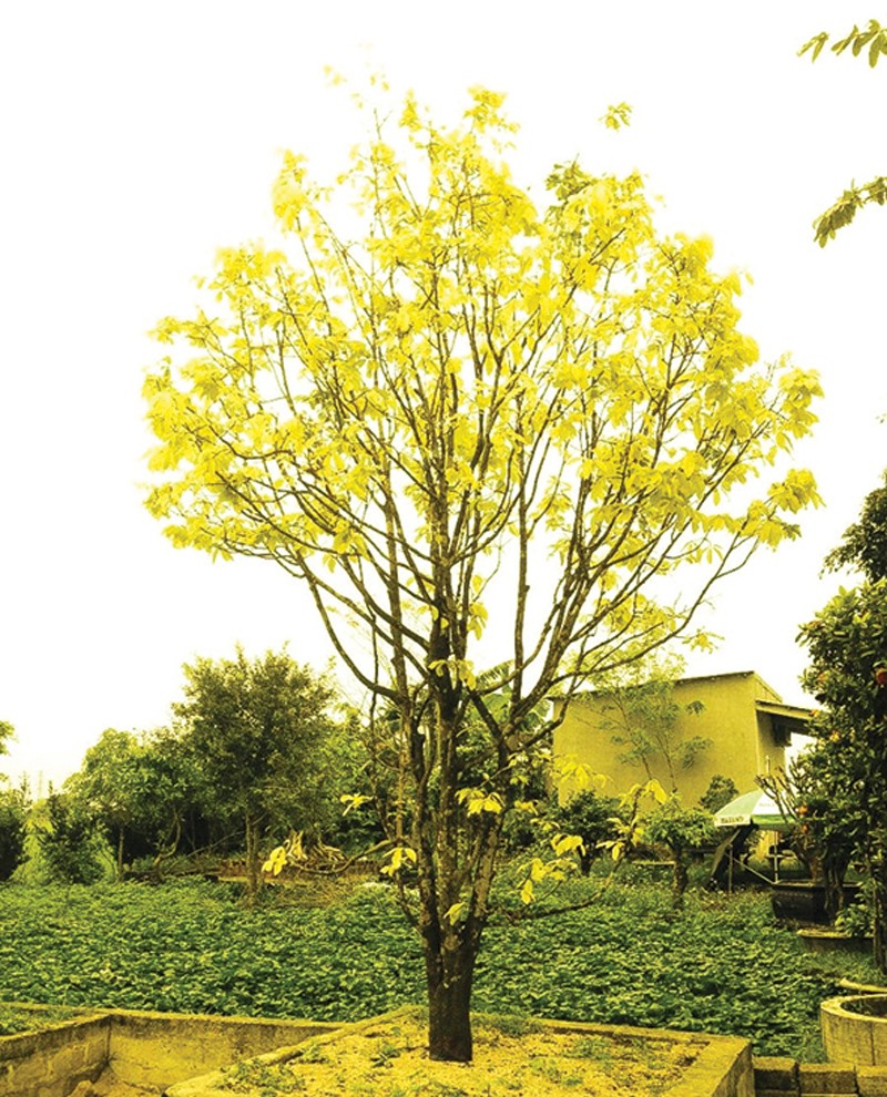 Một cây mai “cành vàng lá ngọc” nguyên bản ở Quảng Trị - Ảnh: FB HỘI MAI VÀNG QUẢNG TRỊ