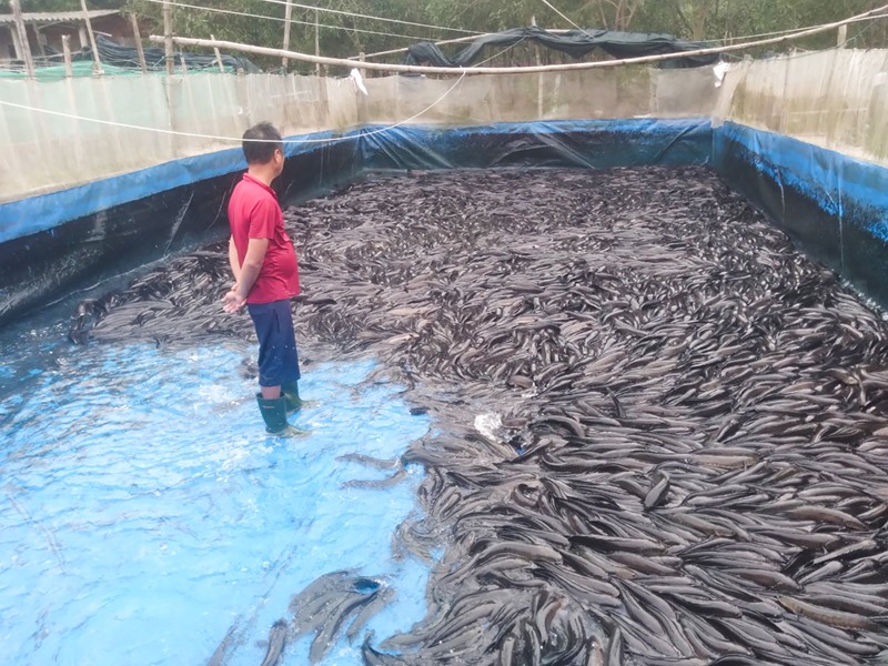 Hiện trên địa bàn xã Vĩnh Thái có 10 hộ nuôi cá lóc thương phẩm, với diện tích mặt nước trên 2.000 m2 .-Ảnh: M.H