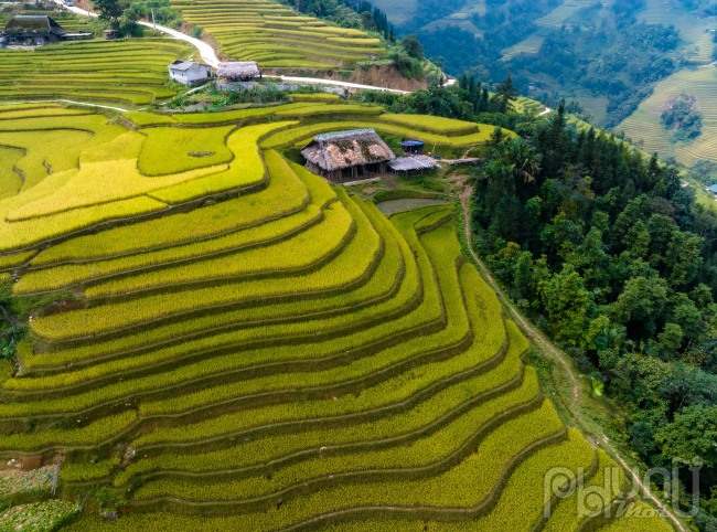 Những thửa ruộng bậc thang trải dài khắp các sườn núi vàng ươm như “rót mật”