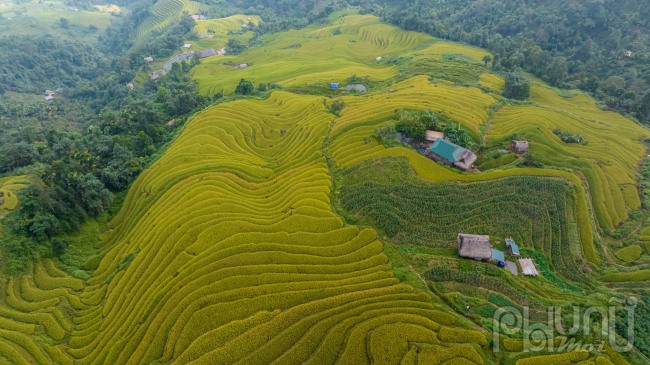 Ruộng lúa bậc thang đang chuẩn bị vào độ chín vàng, trải dài và uốn lượn theo sườn núi dưới dải Tây Côn Lĩnh