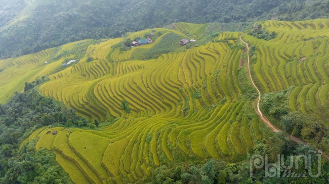 Cả không gian mệnh mông bao bát ngát màu vàng của lúa chín