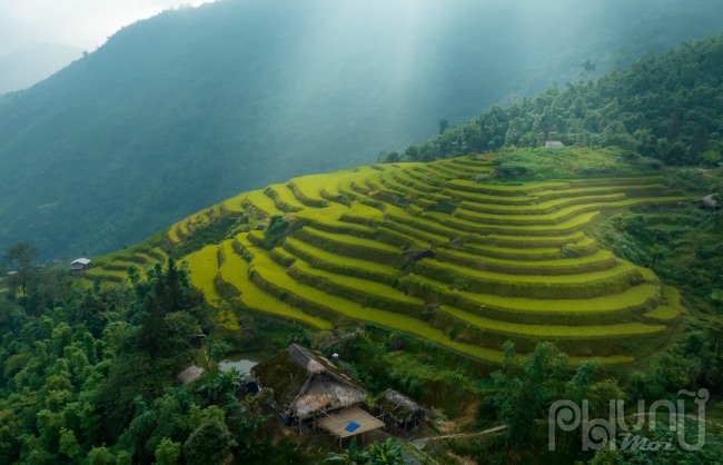 Bình minh dưới mái nhà rêu cùng những thửa ruộng bậc thang đang vào mùa chín rộ đẹp như một bức tranh hữu tình