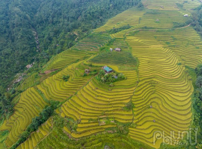 Đứng bên ven đường ngắm những thửa ruộng bậc thang đang vào mùa lúa chín mới thực sự cảm nhận được sự tinh tế, khéo léo của người Dao nơi đây để tạo ra những thửa ruộng bậc thang đẹp mềm mại như tác phẩm nghệ thuật khổng lồ