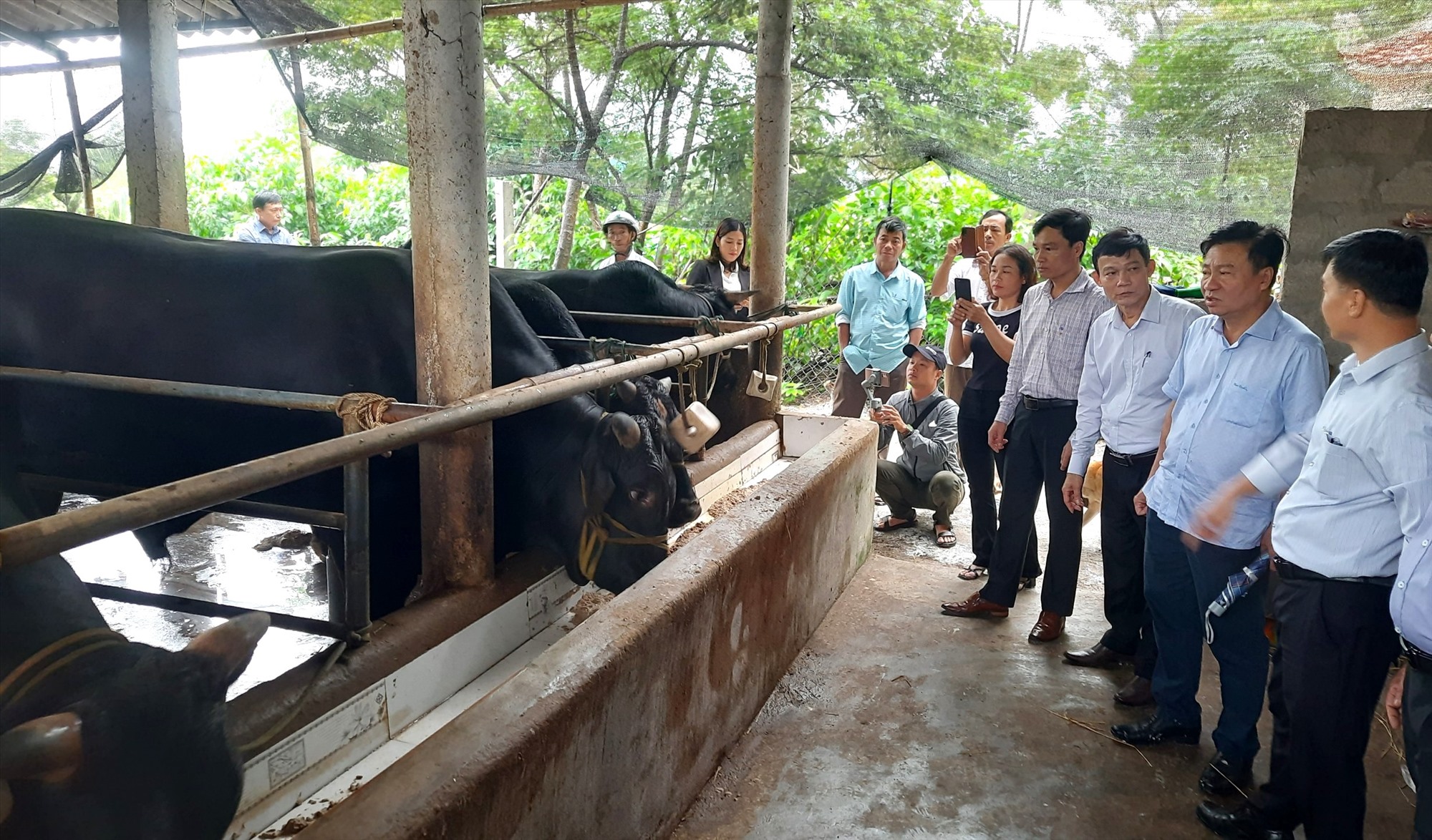 Các đại biểu tham quan mô hình chăn nuôi bò thịt thâm canh tại xã Triệu Trạch - Ảnh: H.A