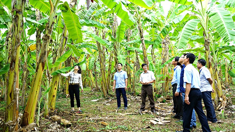 Đoàn công tác của Thành phố Hà Nội khảo sát vùng nguyên liệu trồng cây chuối tại huyện Hướng Hóa - Ảnh: L.A
