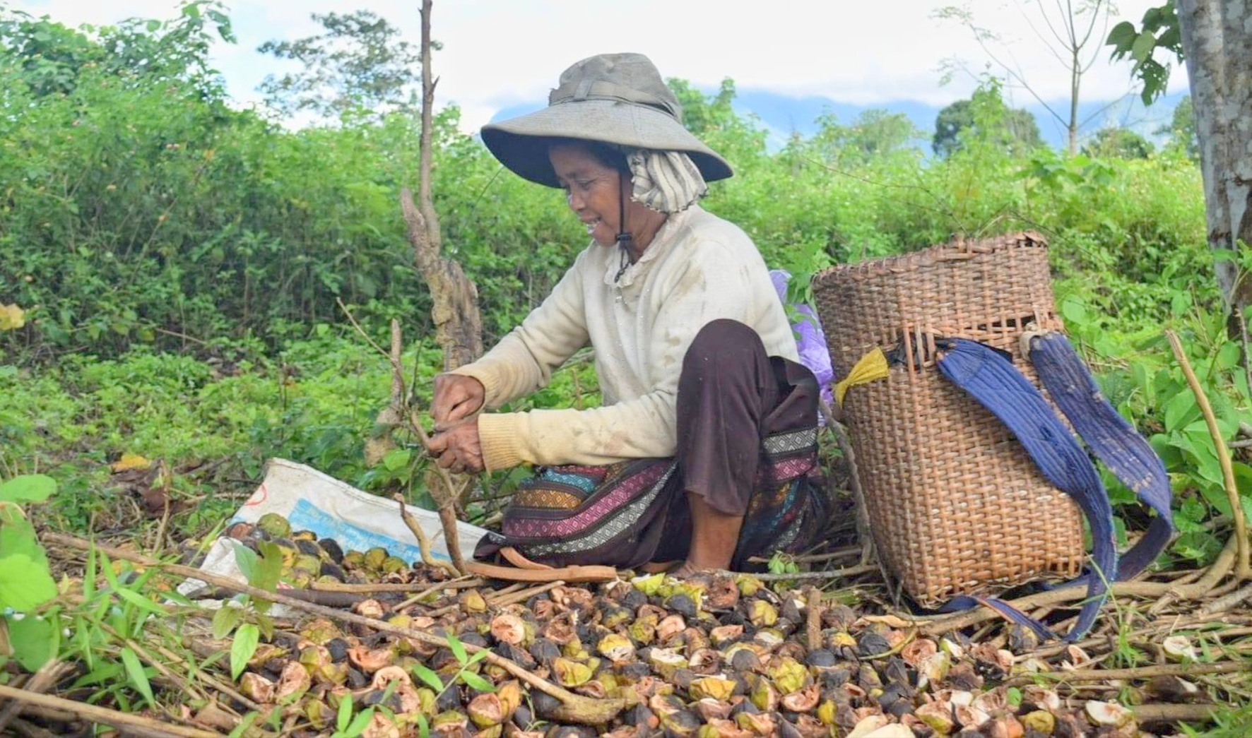 Người dân Hướng Việt thu hoạch quả trẩu - Ảnh: N.T