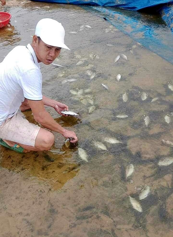 Ao nuôi bị vỡ làm khoảng 1,5 tấn cá kình của ông Phan Văn Thắng bị trôi, chết không thu hoạch được - Ảnh: L.A