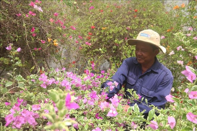 Ông Trần Văn Triều, làng nghề ấp Long Bình chăm sóc hoa kiểng.