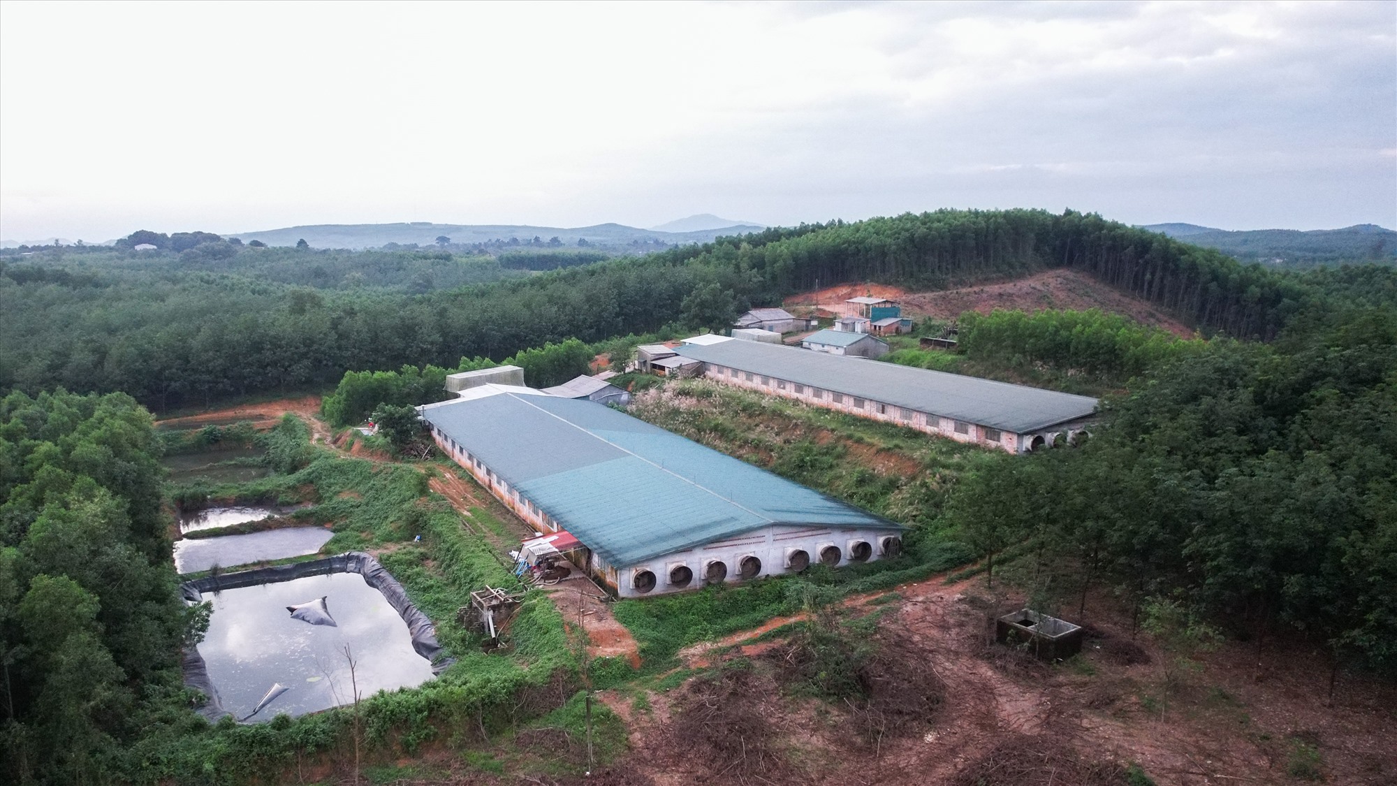 Trang trại chăn nuôi lợn quy mô lớn của ông Trần Văn Sỹ tại xã Cam Chính, huyện Cam Lộ bị phạt tiền 60 triệu đồng vì hành vi xả nước thải vượt quá quy chuẩn - Ảnh: T.N