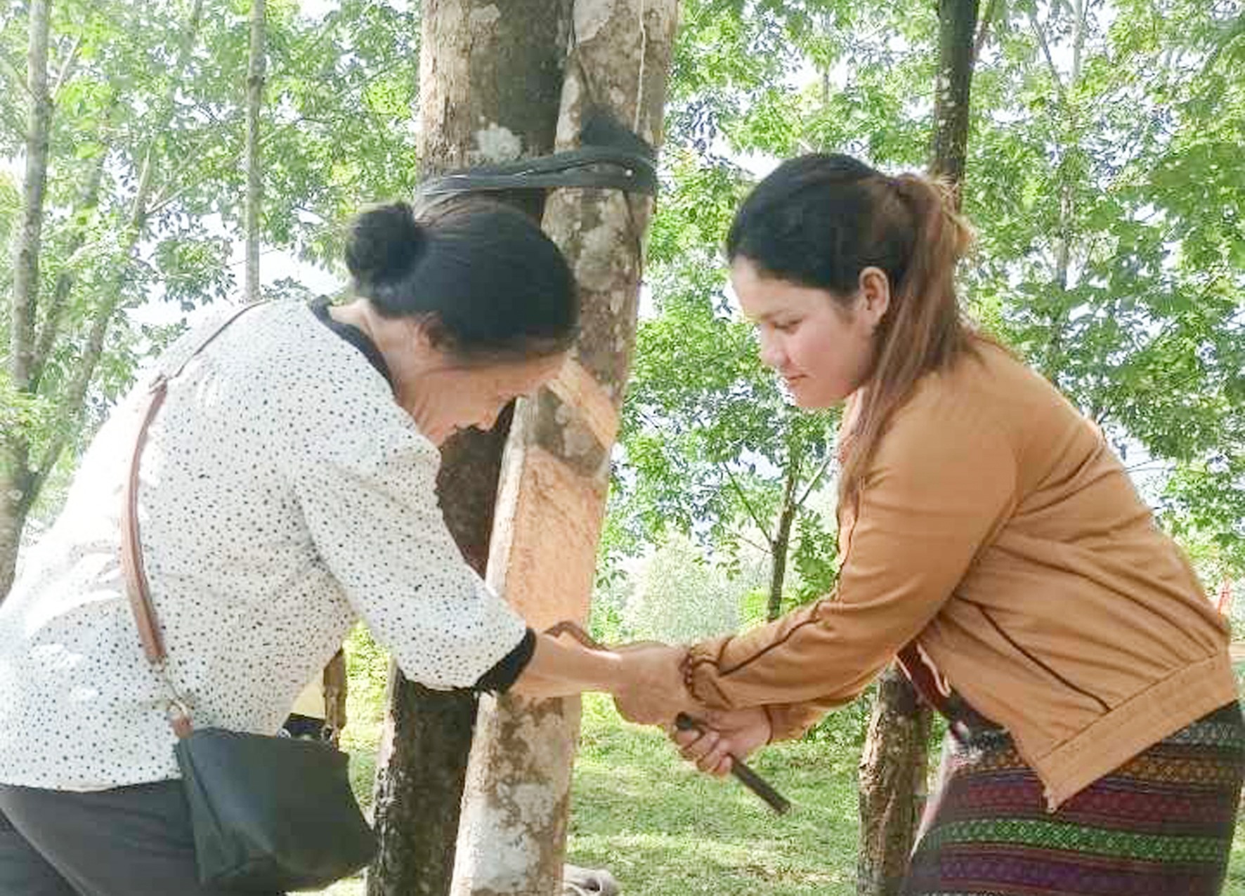 Cô giáo Ngô Thị Bình (bên trái) dạy nghề khai thác mủ cao su cho học viên người dân tộc thiểu số tại xã Vĩnh Hà, Vĩnh Linh -Ảnh: TÚ LINH