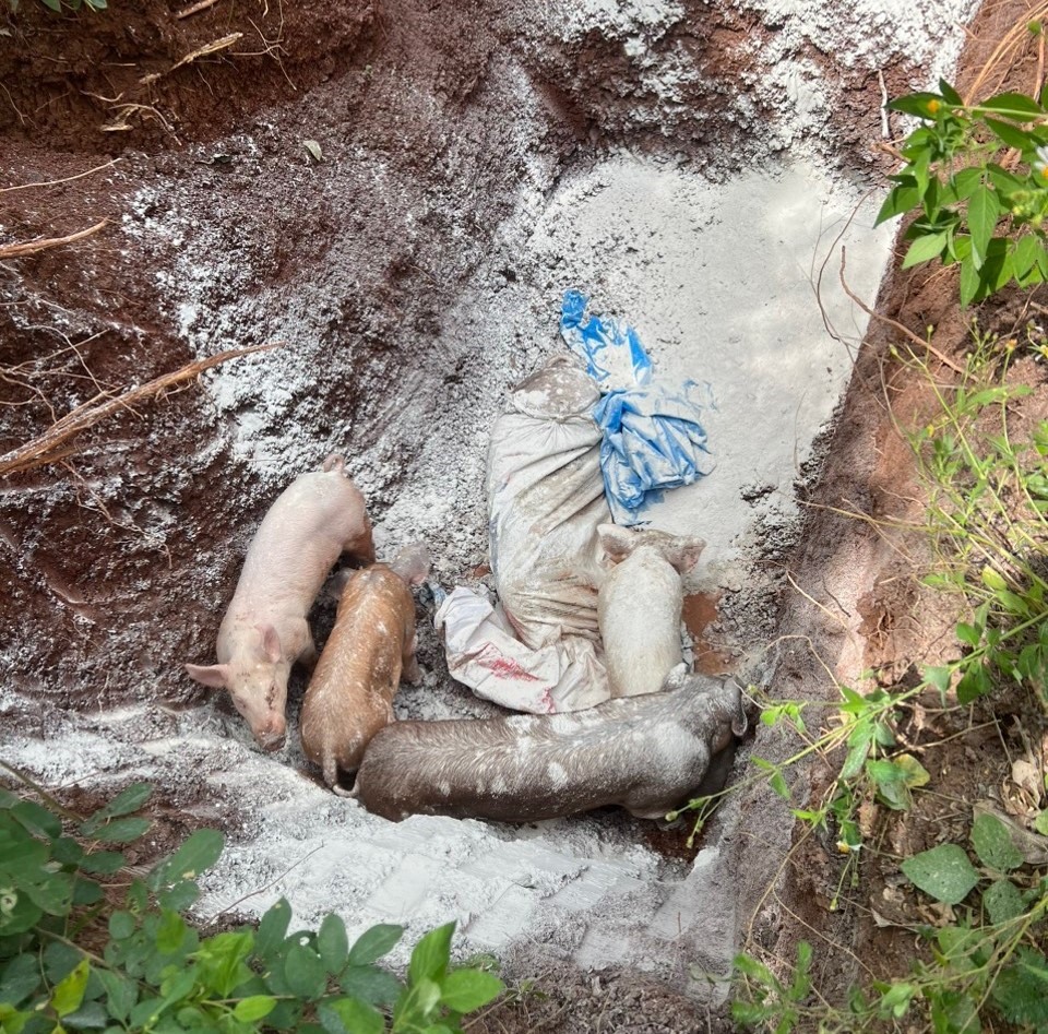 Tiêu hủy lợn bị dịch tả lợn Châu Phi ở xã Tân Long - Ảnh: Đình Phục