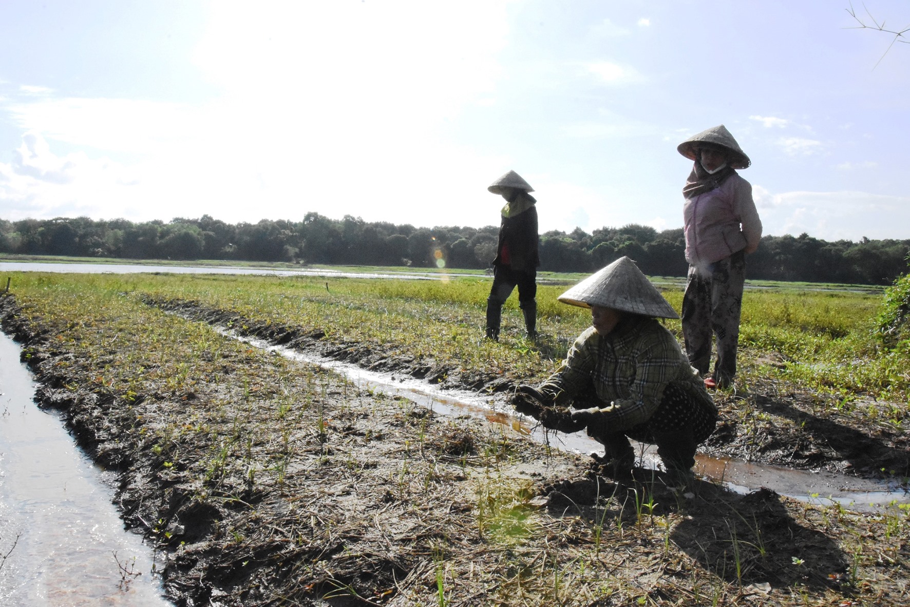 Hàng chục héc ta trồng cây ném của người dân xã Hải Định, huyện Hải Lăng thiệt hại nặng do mưa lũ -Ảnh: Đ.V