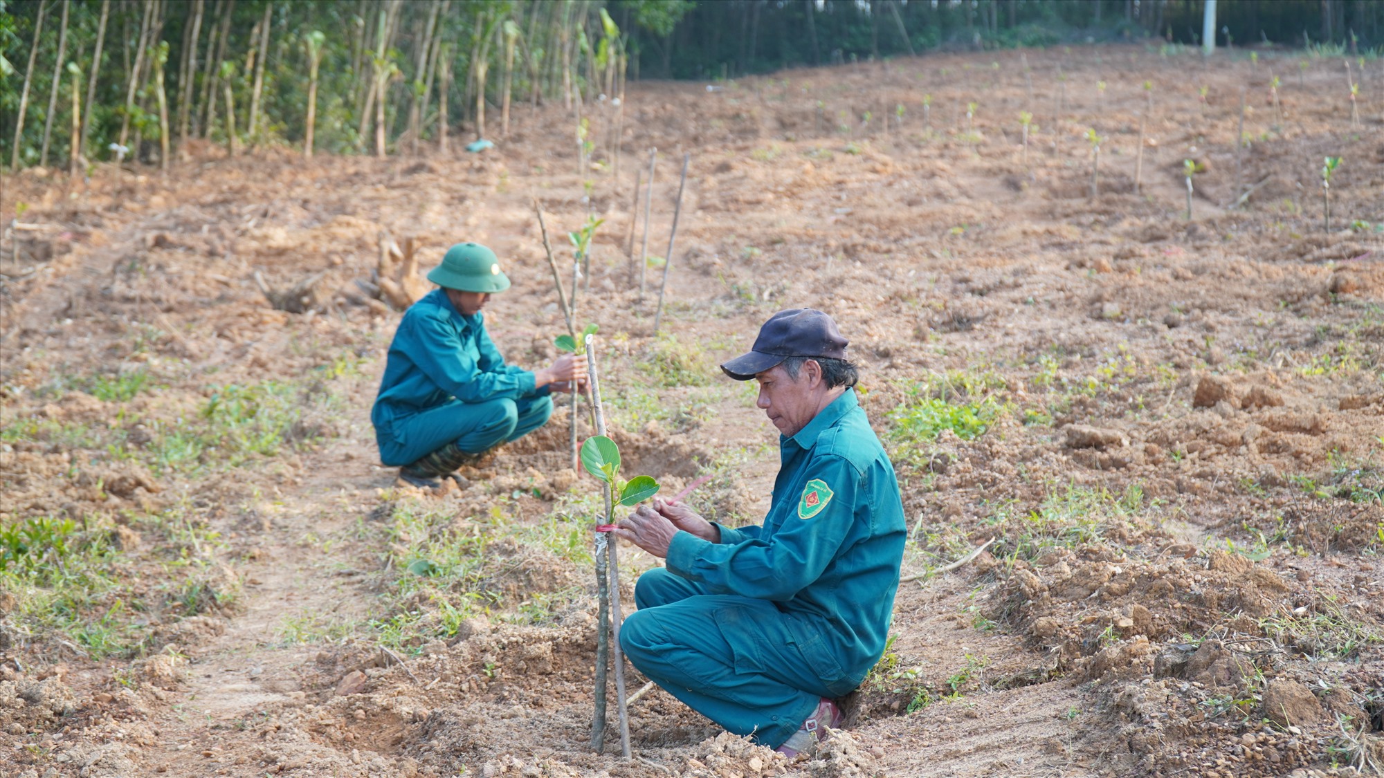 Nông dân xã Cam Tuyền đang trồng mít Indonesia - Ảnh: Anh Vũ