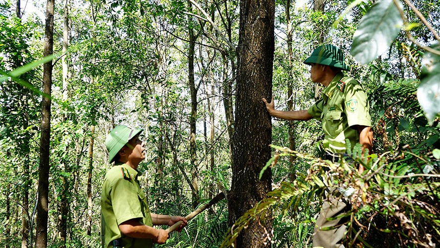 Lực lượng Kiểm lâm kiểm tra rừng trồng theo hướng kinh doanh gỗ lớn - Ảnh: L.A