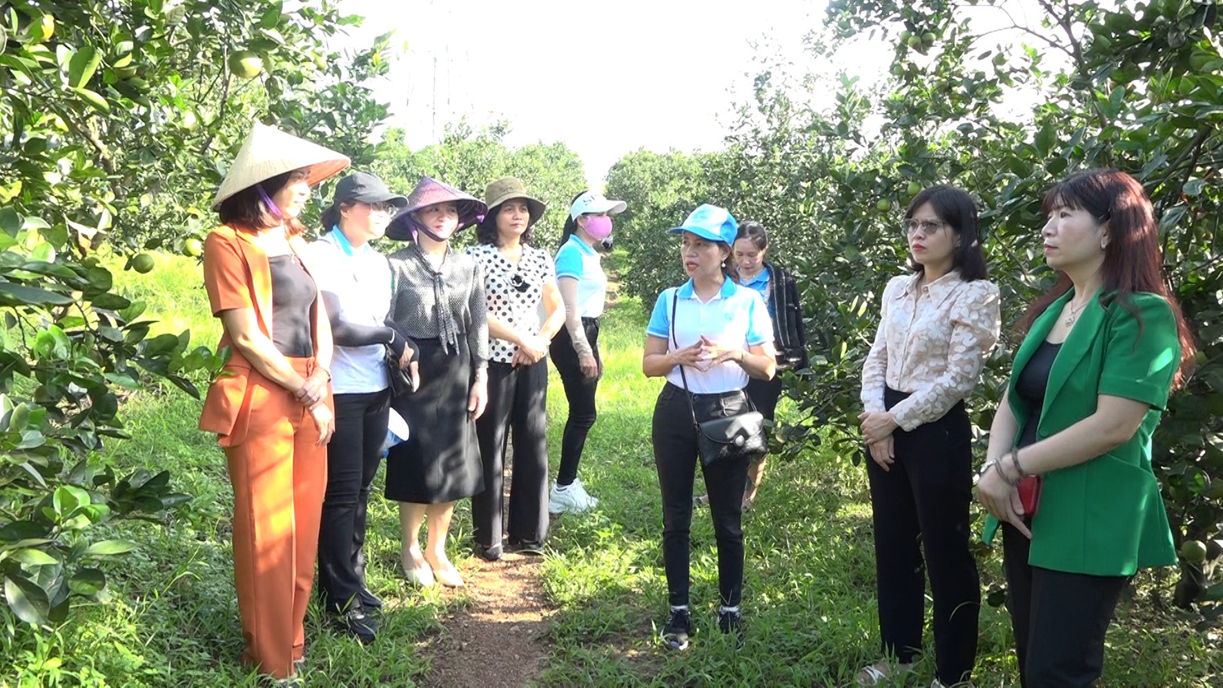 Lãnh đạo Hội LHPN tỉnh khảo sát một số vườn cam K4, xã Hải Phú, huyện Hải Lăng để có giải pháp hỗ trợ tìm thị trường tiêu thụ - Ảnh: ĐV