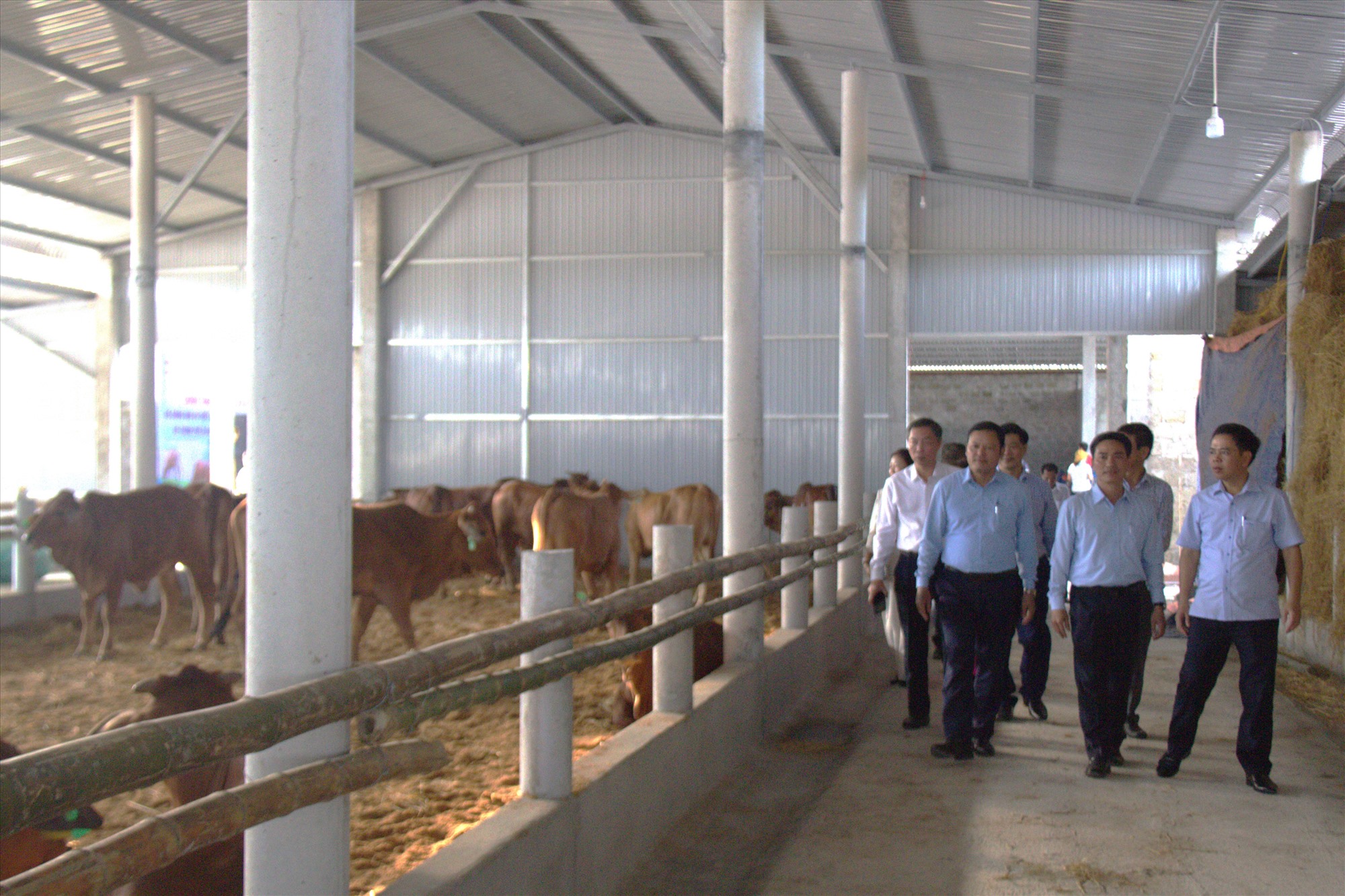Các đại biểu tham quan mô hình thực nghiệm chăn nuôi bò chuyên thịt chất lượng cao - Ảnh: H.A
