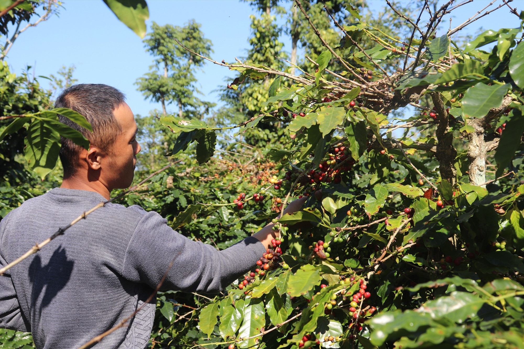 Anh Thảnh vẫn còn 3 tấn cà phê chín trên cây chưa thu hoạch - Ảnh: T.P