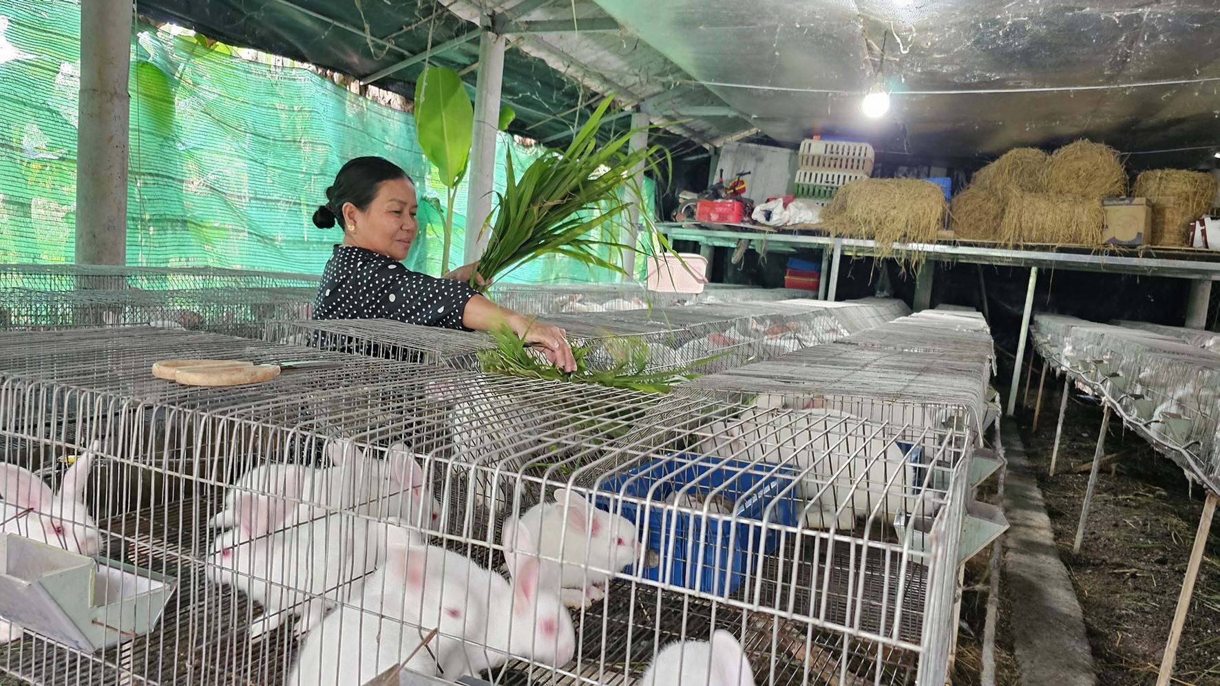 Mô hình nuôi thỏ thương phẩm của gia đình chị Thu -Ảnh: T.P