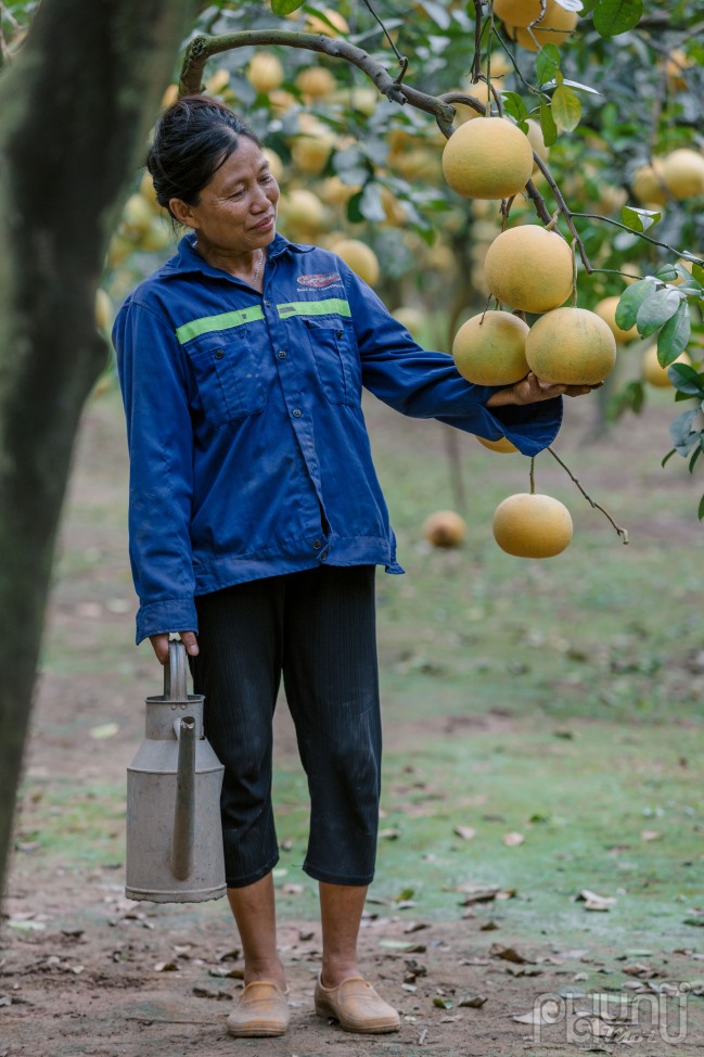 Chị Hoàng Thị Thu, chủ một vườn bưởi tại đây, cho biết: “Vườn chúng tôi cung cấp hai loại bưởi ra thị trường, loại thứ nhất quả ngon được bán với giá 35.000 - 40.000 đồng/quả, còn loại chất lượng thấp giá dao động từ 20.000 - 25.000 đồng/quả“.