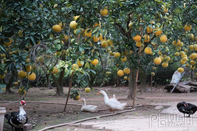 “Một mùa, tiền phân bón, nhân công vào khoảng 600 triệu đồng, chưa kể còn nhiều khoản khác. Một cây tại vườn có thể cho thu hoạch từ 100 - 300 quả. Khách có thể chọn mua tại vườn hoặc mua đứt cây“- anh Dũng (chồng chị Thu) chia sẻ.