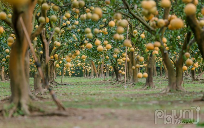 “Một mùa, tiền phân bón, nhân công vào khoảng 600 triệu đồng, chưa kể còn nhiều khoản khác. Một cây tại vườn có thể cho thu hoạch từ 100 - 300 quả. Khách có thể chọn mua tại vườn hoặc mua đứt cây“- anh Dũng (chồng chị Thu) chia sẻ.