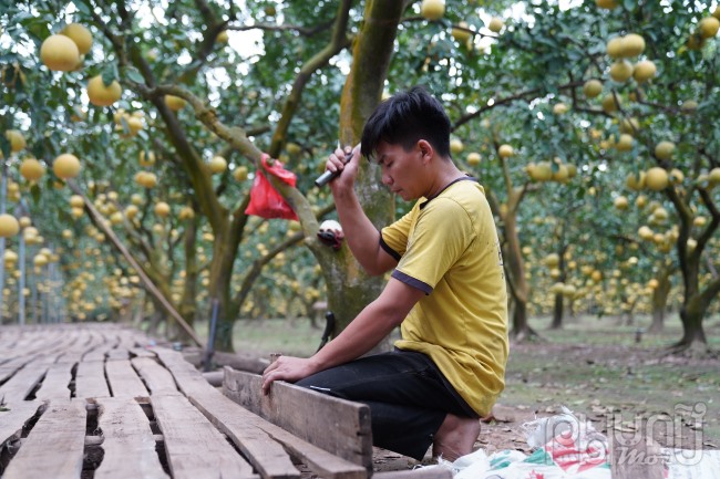 Sàn để bưởi rộng rãi đặt ngay tại vườn thu hoạch tiện lợi