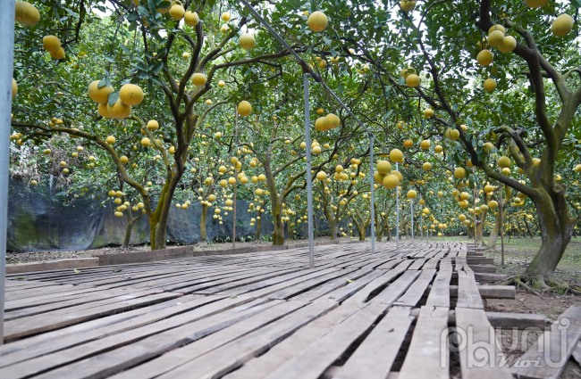 Theo người dân ở đây, công tác thu hoạch đã tất bật từ giữa tháng 11 âm lịch nhằm phục vụ nhu cầu tết Nguyên đán 2024 và đảm bảo được độ ngon, thơm của quả bưởi.