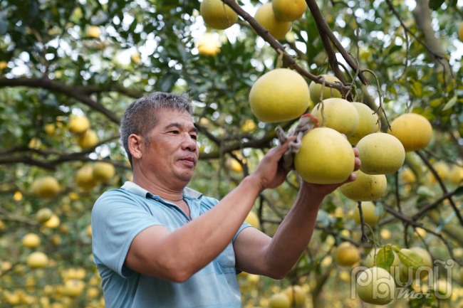 Bưởi Diễn thường trái nhỏ, khi chín có màu vàng đỏ, gốc bưởi càng lâu năm thì tép bưởi càng ngọt. Nếu gốc càng ít tuổi thì trái bưởi ăn sẽ nhạt, không được ngọt đậm.