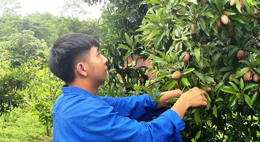 Anh Nguyễn Quang Thiên chăm sóc cây ăn quả ở trang trại tổng hợp của gia đình -Ảnh: Đ.V