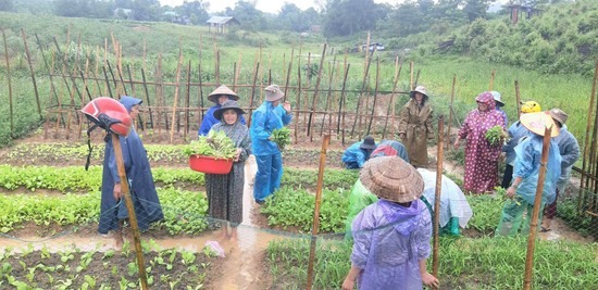 Học viên lớp sơ cấp nghề sản xuất rau an toàn ở huyện miền núi Hướng Hóa thực hành tại vườn mẫu -Ảnh:ML