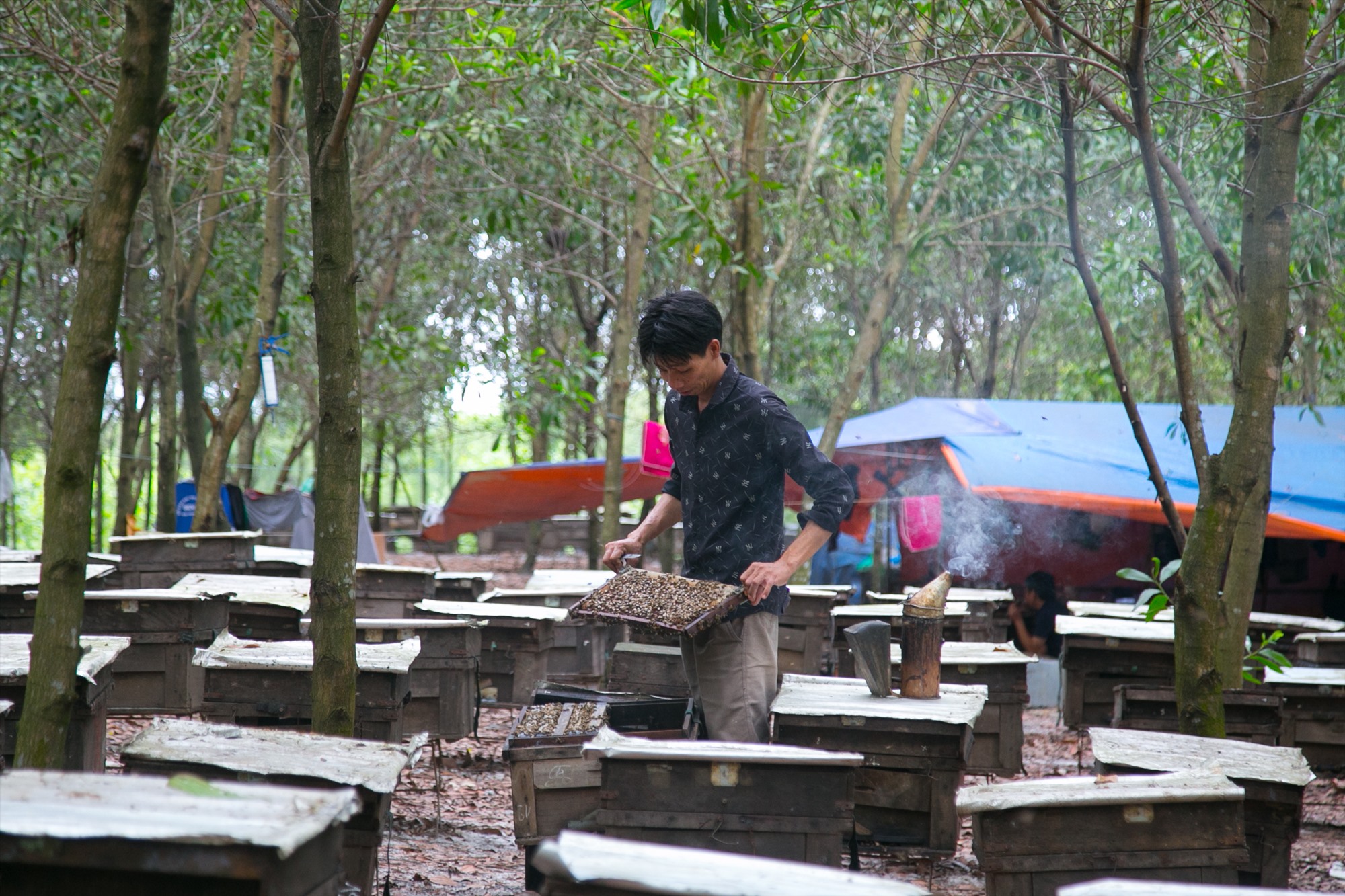 Anh Bùi Tấn Anh cần mẫn chăm sóc những “đứa con” của mình giữa rừng keo tràm ở xã Vĩnh Thái, huyện Vĩnh Linh - Ảnh: L.T