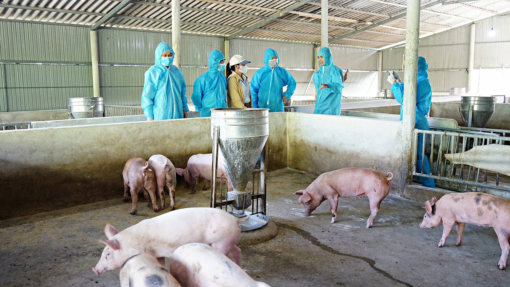 Cơ quan chuyên môn kiểm tra đàn lợn sau tiêm phòng vắc xin dịch tả lợn Châu Phi của chị Phan Thị Trúc ở xã Triệu Vân, huyện Triệu Phong - Ảnh: L.A