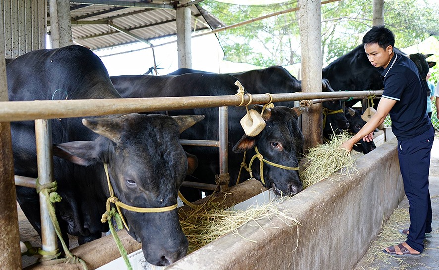 Đàn bò 3B của anh Trần Hữu Vũ ở xã Triệu Trạch, Triệu Phong đang được chăm sóc tốt - Ảnh: L.A
