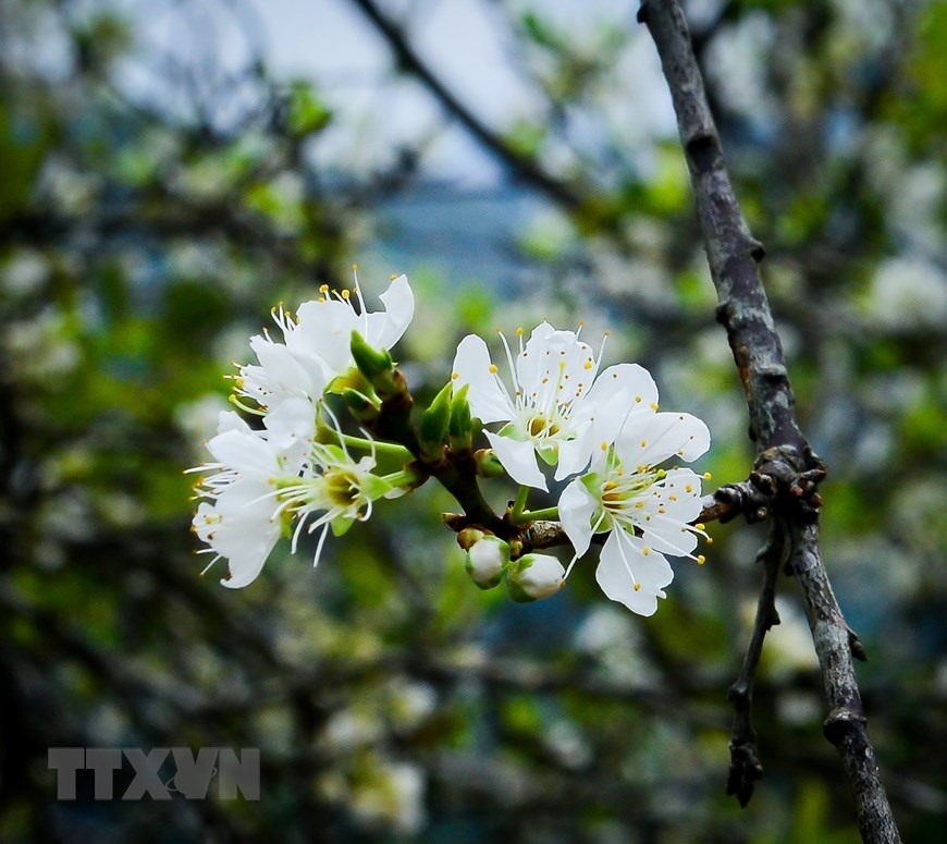 Màu trắng tinh khôi của hoa mận nổi bật giữa nền xanh núi rừng. (Ảnh: Nam Thái/TTXVN)