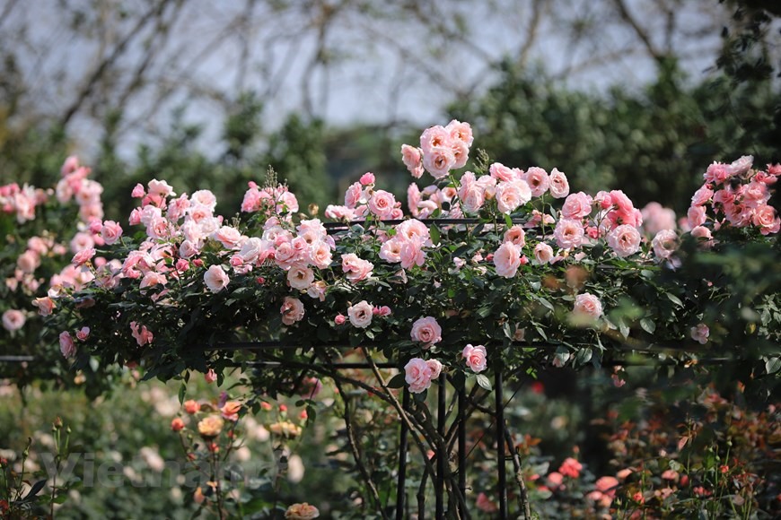 Bên cạnh đó là những ‘mâm hoa’ điểm xuyết dọc theo khu vườn tạo điểm nhấn ấn tượng. (Ảnh: Hoài Nam/Vietnam+)