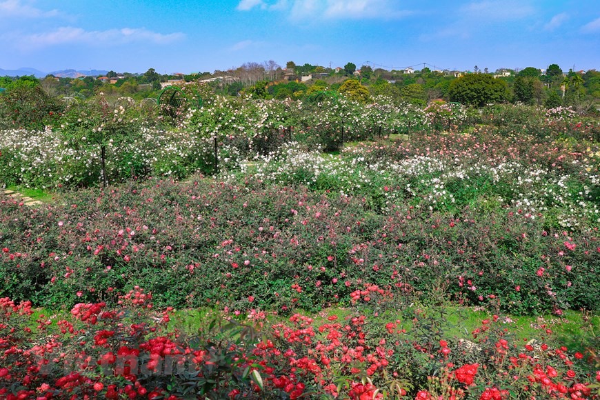 Vườn hồng của chị Thu Thuỷ, xã Hòa Thạch, huyện Quốc Oai (Hà Nội) nằm trên ngọn đồi sau nhà, là nơi khoe sắc của hơn 300 giống hồng ngoại (với hơn 10.000 cây), được vợ chồng chủ vườn ghép cành hoặc sưu tập ở các nhà vườn khắp Hà Nội. (Ảnh: Hoài Nam/Vietnam+)