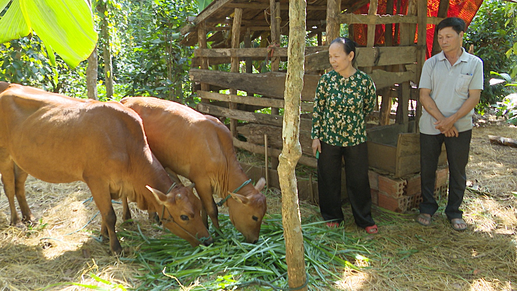Hỗ trợ bò giống cho hội viên cựu TNXP phát triển kinh tế-Ảnh: Anh Vũ