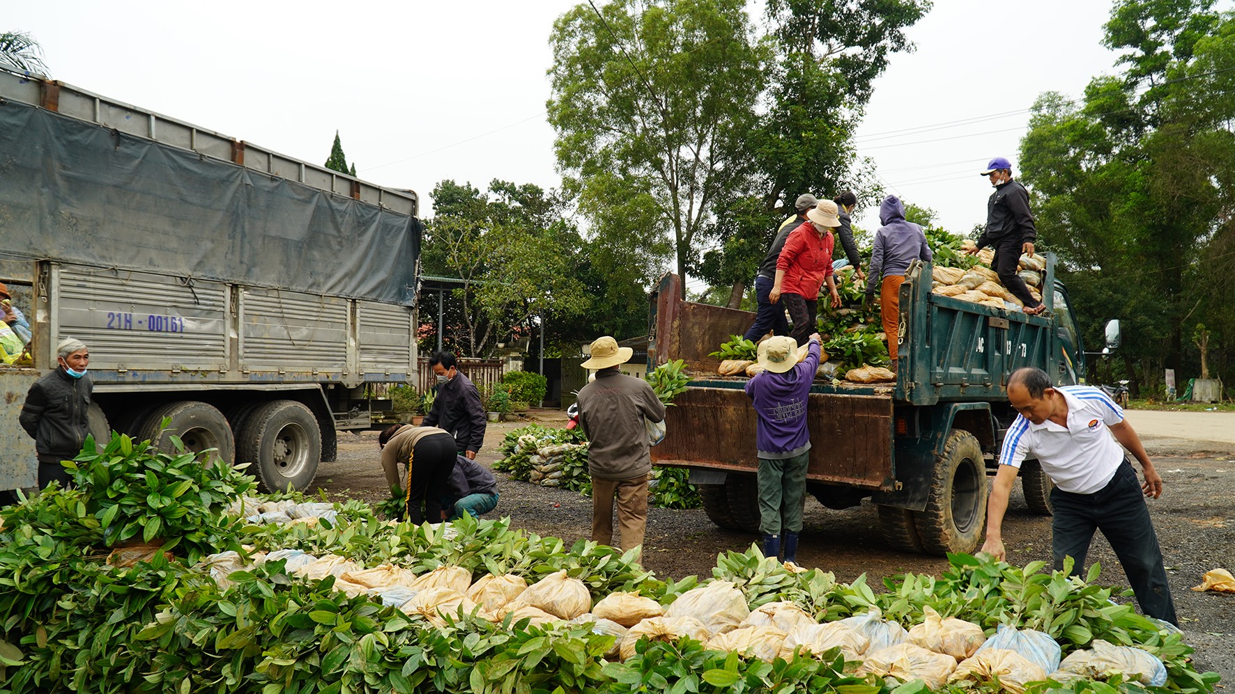 UBND huyện Cam Lộ hỗ trợ một phần cây giống cho người dân mở rộng trồng quế trong năm 2022 - Ảnh: Anh Vũ