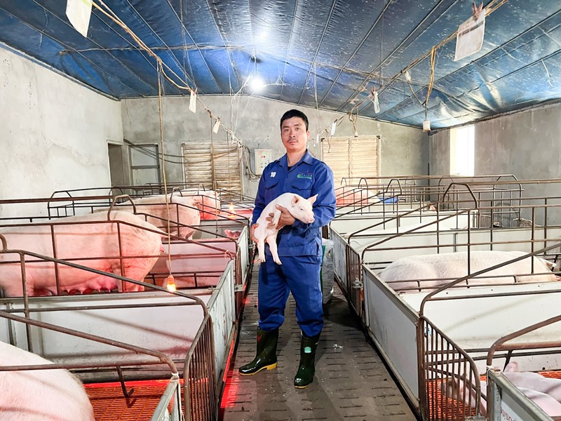 Anh Hoàng Công Minh luôn dành thời gian chăm sóc cẩn thận đàn lợn trong trang trại -Ảnh: B.L