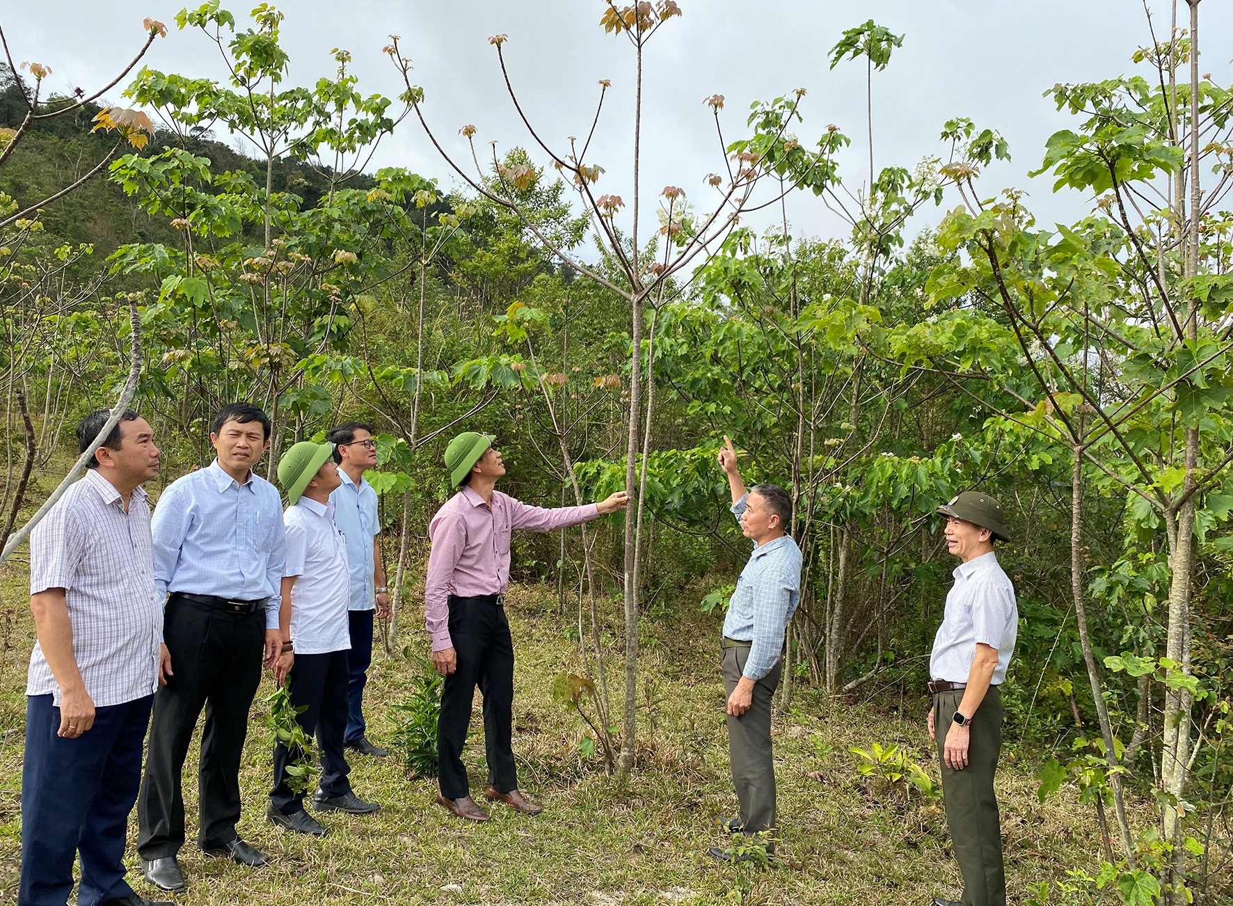 Đoàn giám sát kiểm tra thực địa rừng trồng thay thế tại Tiểu khu 694, xã Hướng Phùng, huyện Hướng Hóa - Ảnh: N.B