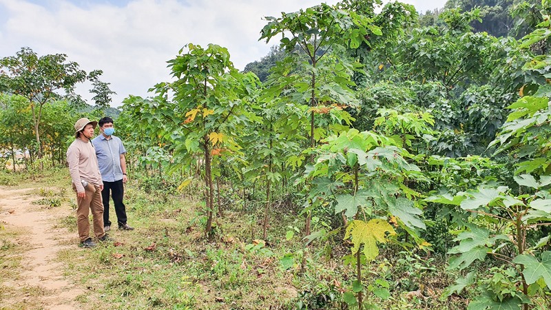Mô hình trồng rừng trẩu và cây bản địa do tổ chức MCNV hỗ trợ tại xã Hướng Phùng, huyện Hướng Hóa - Ảnh: L.A