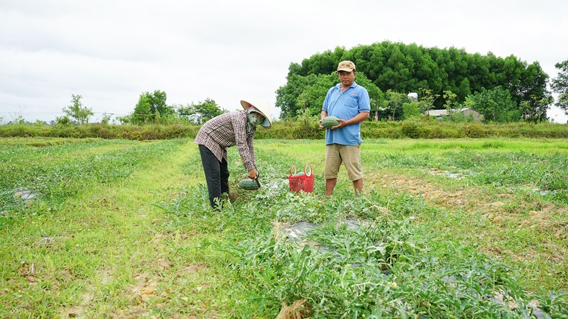 Mô hình chuyển đổi trồng dưa hấu trên đất lúa thiếu nước đem lại thu nhập khá cho nông dân -Ảnh: L.A
