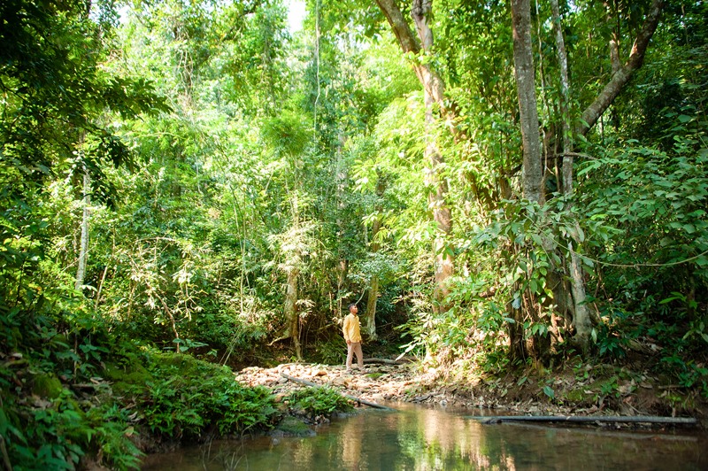 Cánh rừng tự nhiên rộng 54 ha được người dân thôn Prin Thành bảo vệ từ nhiều năm qua - Ảnh: TRẦN TUYỀN