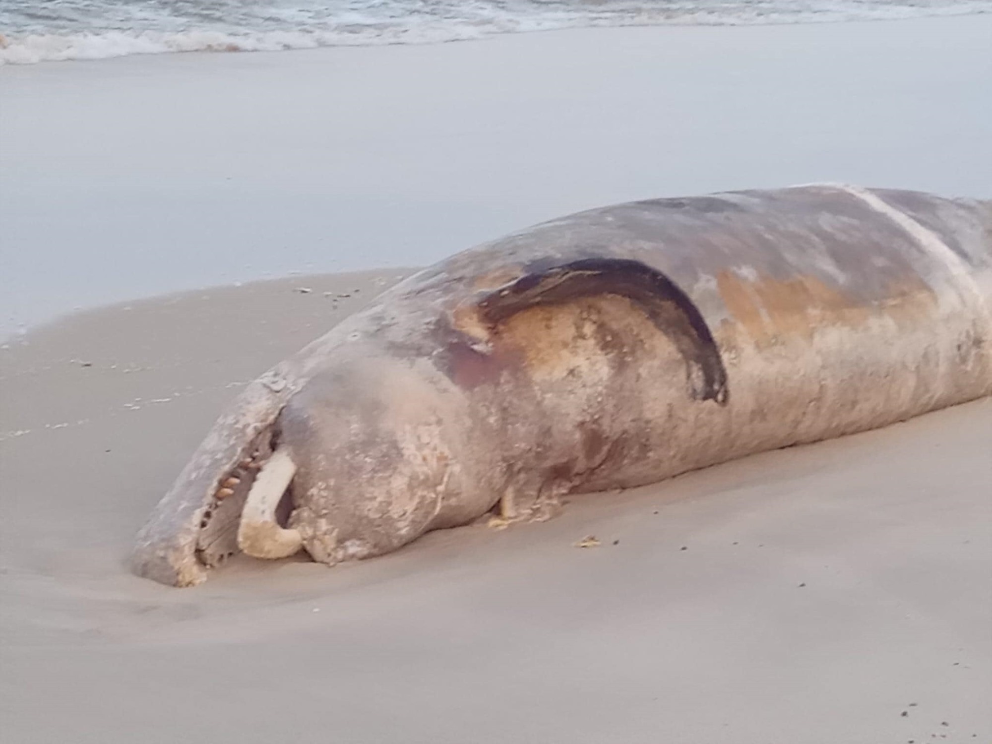 Xác cá voi nặng trên 1 tấn dạt vào bờ biển xã Triệu Lăng - Ảnh: Người Triệu Lăng