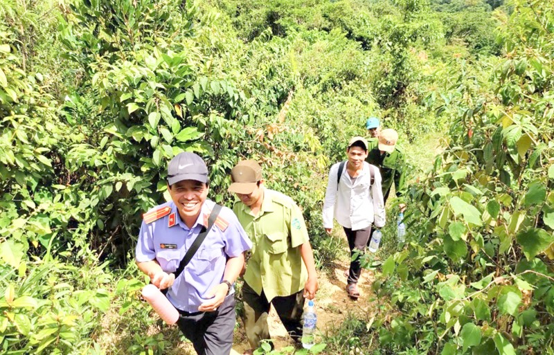 Cán bộ Hạt Kiểm lâm huyện Đakrông phối hợp kiểm tra hiện trường phá rừng tự nhiên -Ảnh: M.L