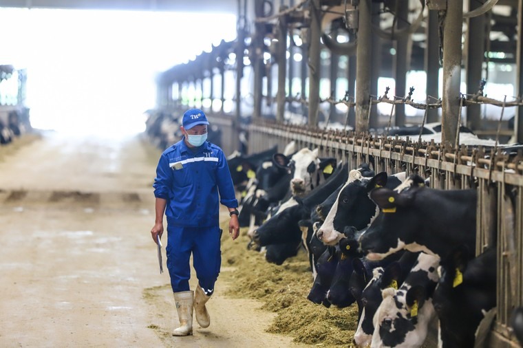 Đàn bò sữa của Tập đoàn TH hiện đạt gần 70.000 con. Đầu tháng 3, TH vừa nhập khẩu gần 2.000 con về trang trại tại Nghệ An.