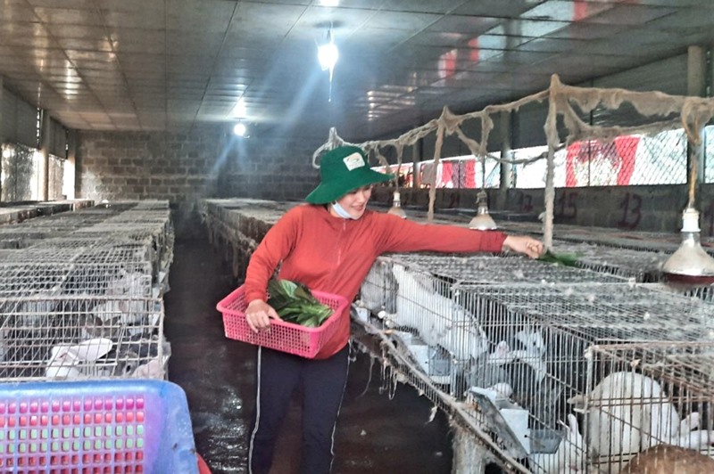 Mô hình nuôi thỏ thương phẩm của gia đình chị Diệu bước đầu mang lại hiệu quả kinh tế khá cao - Ảnh: N.T