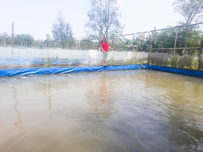 Mô hình nuôi cá lóc thương phẩm trong bể xi măng lót bạt đã khẳng định hiệu quả kinh tế ở thôn Đông Luật, xã Vĩnh Thái, huyện Vĩnh Linh - Ảnh: H.A
