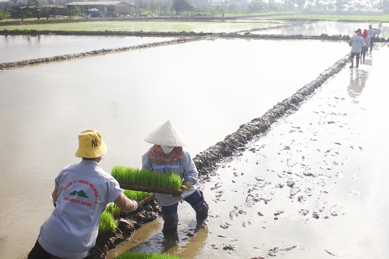 Mô hình sản xuất lúa hữu cơ của Công ty CP Tổng Công ty Thương mại Quảng Trị triển khai hiệu quả -Ảnh: T.T