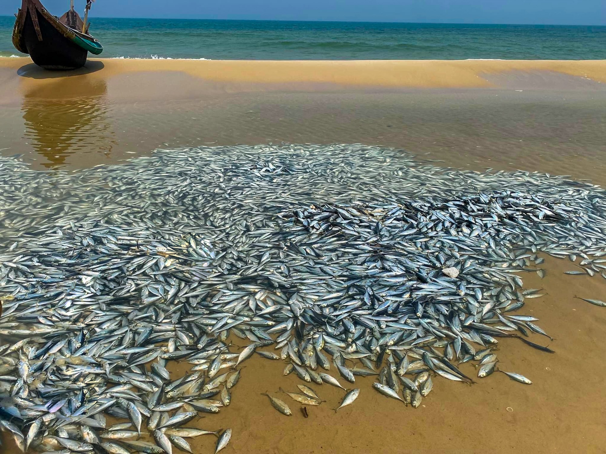 Khoảng 2 tấn cá tròng được thuyền của ngư dân Võ Lương đánh bắt được khi hành nghề bủa xăm cách bờ gần 1 hải lý - Ảnh: NDCC